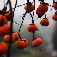 宝马生态农庄·柴火鸡(宝马店) User Photo