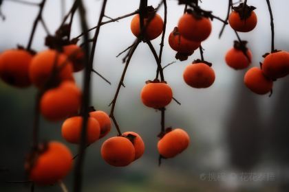 宝马生态农庄·柴火鸡(宝马店)