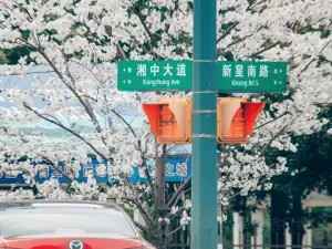 花之林(湘中大道店)