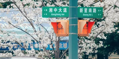 花之林(湘中大道店)