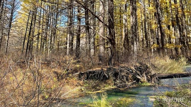 Bailang Town Deer Village Tourist Area