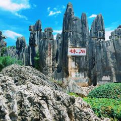 菌齐彩菇 User Photo