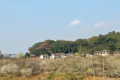 金莲葱饼店