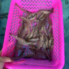 老窄巷糟粕醋火锅·后安粉(神州半岛店) User Photo