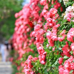 云间花境餐厅 User Photo