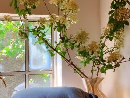 tbh的小屋