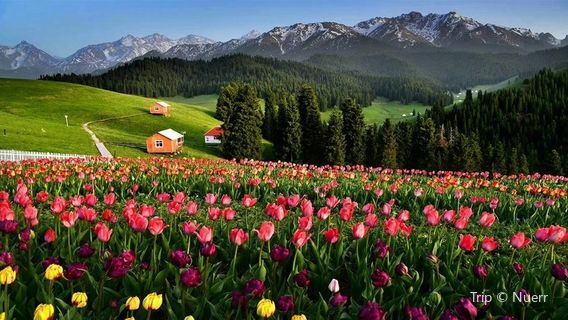 jiang bu la ke hua hai zi