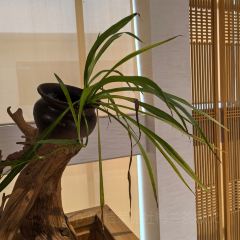 天池山云端木屋·茶香别院阳光餐厅 User Photo
