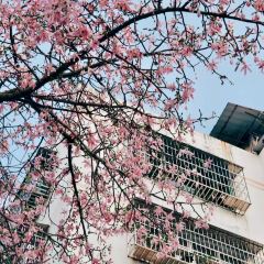 講口緣腸粉張用戶圖片