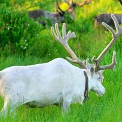 AO LU GU YA User Photo