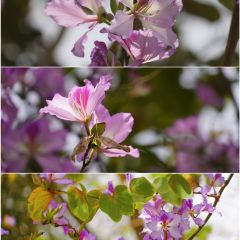 煎茶张血旺总店 User Photo