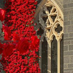 Hongyunhuoguoxiaozhan (sanfangqixiang) User Photo