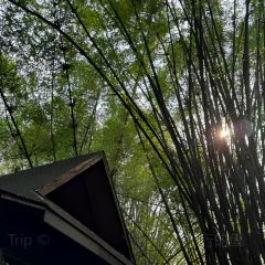 勐丽梦兰傣味餐厅 User Photo