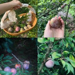 明味生態農莊張用戶圖片