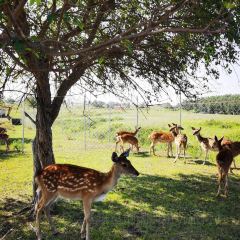 WANG YE FU XIAN YANG SHUAN User Photo