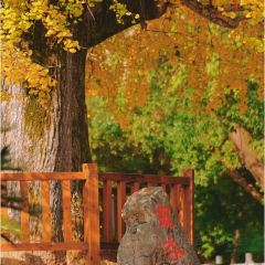 袁姐萝卜饺子(中山路店) User Photo