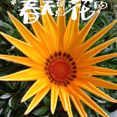 Shioramenarashiya User Photo