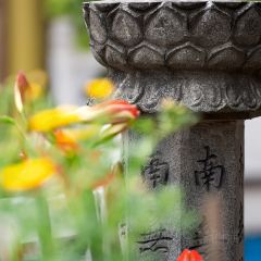 Luojishinianlaodiandingxiangjiangzhi User Photo