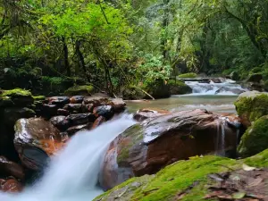 Jinshan Virgin Forest