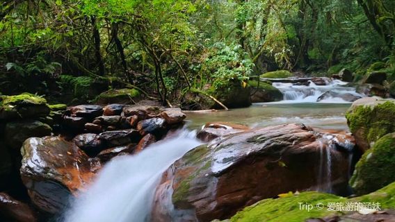 Jinshan Virgin Forest
