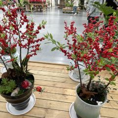 Sanshi Restaurant User Photo