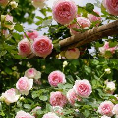 煎茶张血旺总店 User Photo