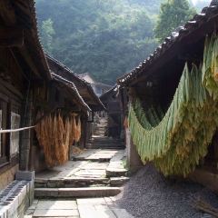 君健農家張用戶圖片