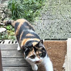甜豆集 User Photo