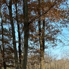 黃栗樹生態美食土菜館張用戶圖片