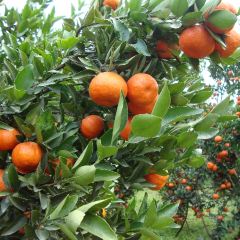 漢堡王（梅嶺觀海店）張用戶圖片