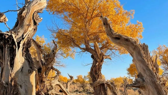 Original Populus Euphratica Forest Ecological and Cultural Scenic Area