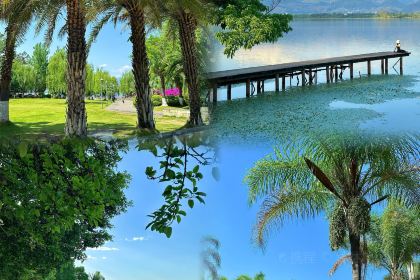 骆大姐手摊凉粉