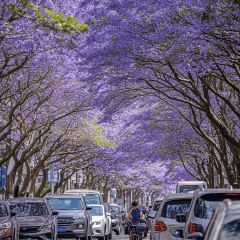 傣景园景颇族绿叶手抓饭 User Photo