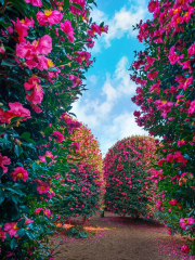 Jeju Camellia Arboretum