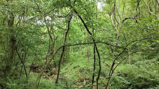 鐵山寺森林公園家老牌景點開了20多年了，人流量一直上不去，不