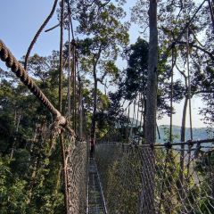 热带雨林望天树景区 User Photo