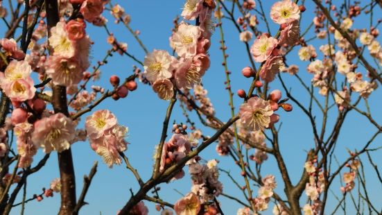 🌸二月二，龙抬头，赶上海湾国家森林公园第十二届梅花节，抬头