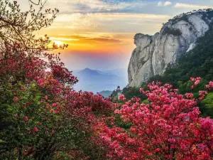 Guifeng Mountain Scenic Area - Rhododendron Sea