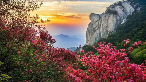 Guifeng Mountain Scenic Area - Rhododendron Sea