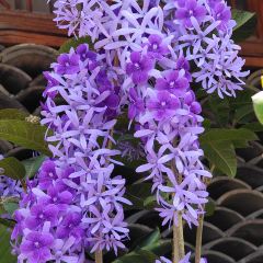 巧臨小院張用戶圖片