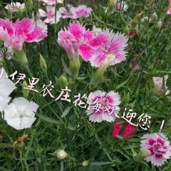 小伊里农庄 User Photo