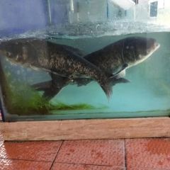 三星溪溪缘生态鱼府(天府杨梅小镇) User Photo