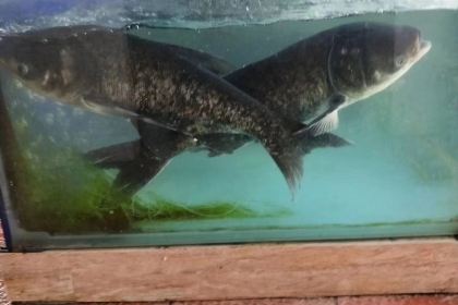 三星溪溪缘生态鱼府(天府杨梅小镇)