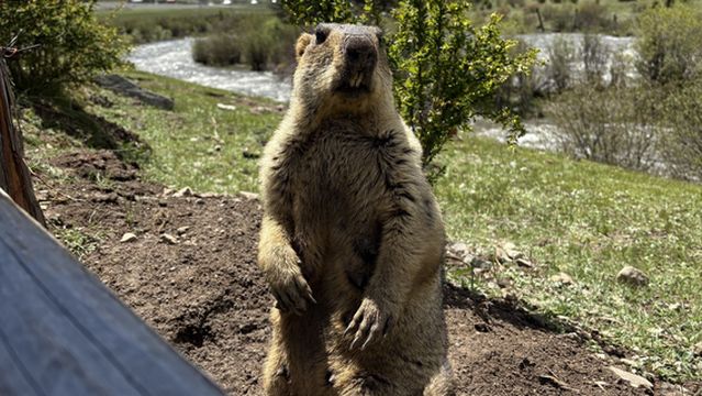 tu fei po tu bo shu zhu ti gong yuan