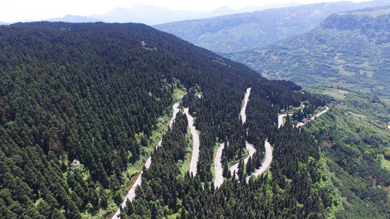 Gongxian State-Owned Tree Farm