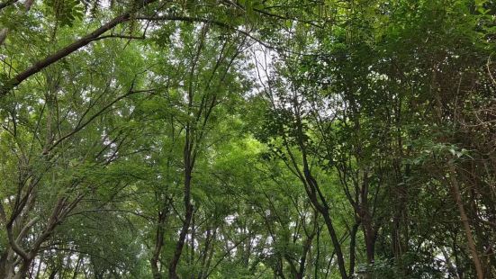 雖然三灣公園、蜀崗西峰都不錯，但揚州的免費公園裡，最愛的還是