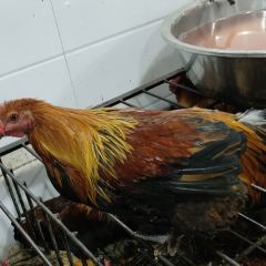 读书铺酸笋鸡创始店 User Photo