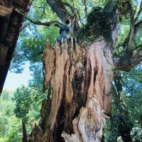 評論圖片 5
