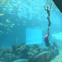 Aqua - Aquarium Restaurant User Photo