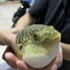 189河豚食府 User Photo